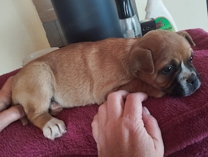 Bulldog kever k kiskutya - kép 3