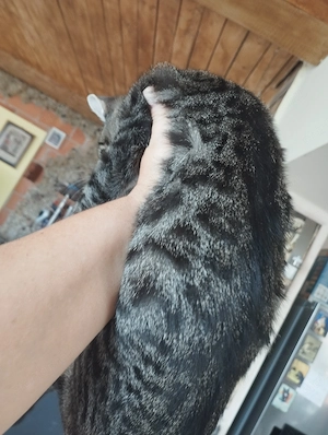 Beng li kever k kisl ny - kép 3