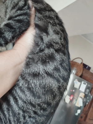 Beng li kever k kisl ny - kép 2