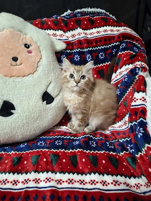 14 hetes kislány cicus.szines ragdoll. - kép 2