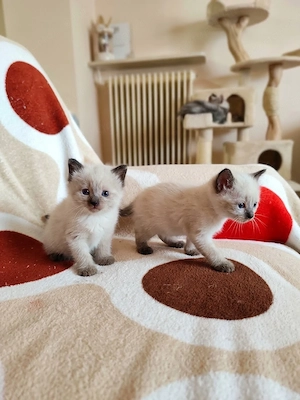ragdoll két fiú foglalható - kép 2