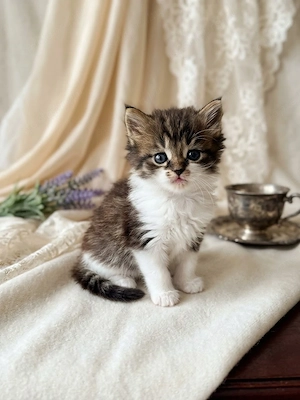 maine coon cicák foglalhatók - kép 2