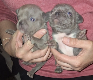 Francia bulldog jellegű kölykök  - kép 3