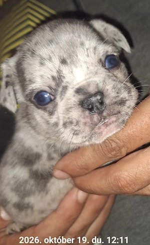 Francia bulldog jellegű kölykök  - kép 5