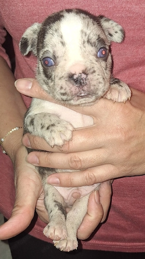 Francia bulldog jellegű kölykök  - kép 4