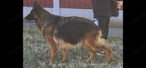 4 éves tk szuka költözne