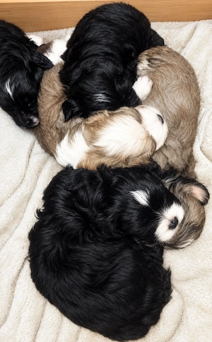 Malshipoo kiskutyák eladók 