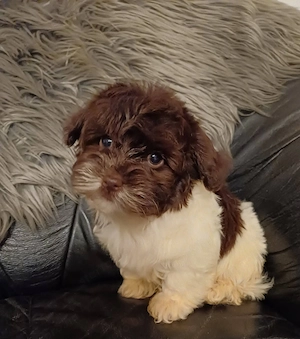 Csokoládé bichon havanesek eladóak - kép 4