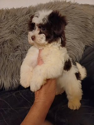 Csokoládé bichon havanesek eladóak - kép 2