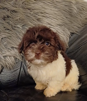 Csokoládé bichon havanesek eladóak - kép 5
