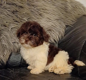 Csokoládé bichon havanesek eladóak - kép 3