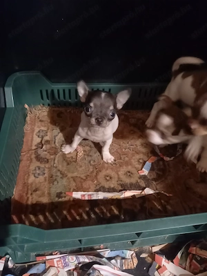 Csivava kiskutyák eladók  - kép 5