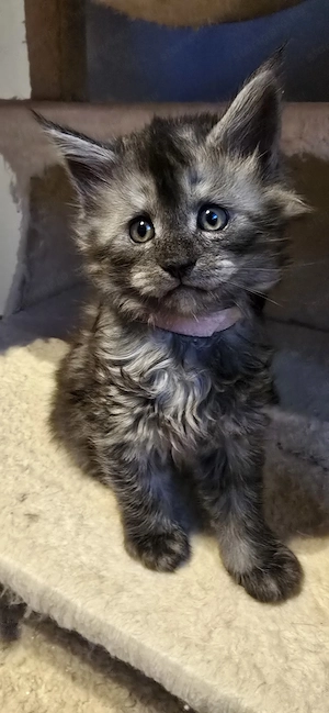 Maine Coon cicák otthont keresnek!!