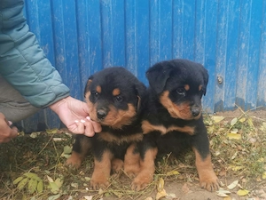 Rottweiler kiskutyák eladók  - kép 2