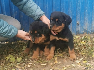 Rottweiler kiskutyák eladók  - kép 5