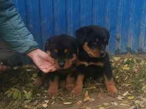 Rottweiler kiskutyák eladók  - kép 3