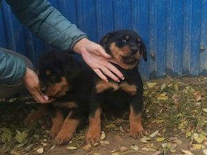 Rottweiler kiskutyák eladók  - kép 4