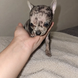 merle csivava kisfiú