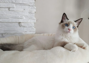 Törzskönyves Ragdoll növendék kandúrka 