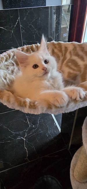 Maine Coon cicák otthont keresnek!!