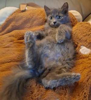 Maine coon kék kandúr kiscica