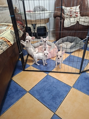Gyönyörű csivava fehér kiskutyák eladók. - kép 2