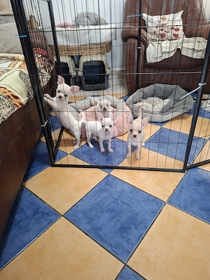 Gyönyörű csivava fehér kiskutyák eladók. - kép 4