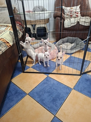 Gyönyörű csivava fehér kiskutyák eladók. - kép 3