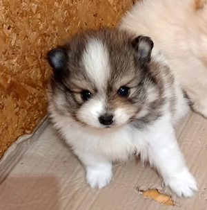 Kis spitz fiú