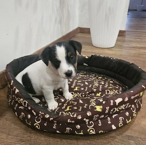 Jack russel - kép 2
