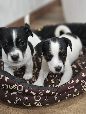 Jack russel
