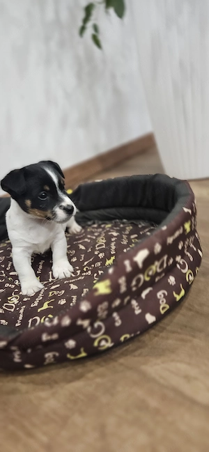 Jack russel - kép 3