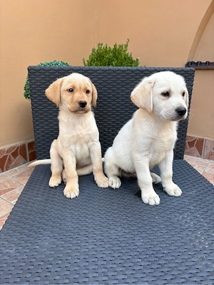 Labrador kiskutyák - kép 2