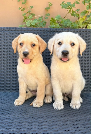 Labrador kiskutyák