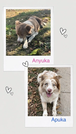 Border collie kiskutyák - kép 2