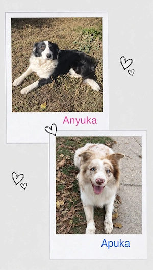 Border collie kiskutyák - kép 2