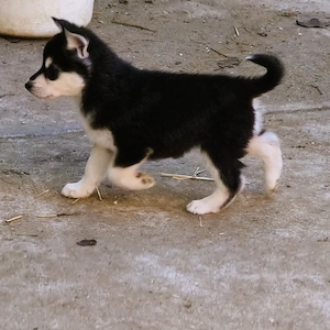 Eladó Husky keverék kiskutyák - kép 5