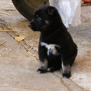 Eladó Husky keverék kiskutyák - kép 4