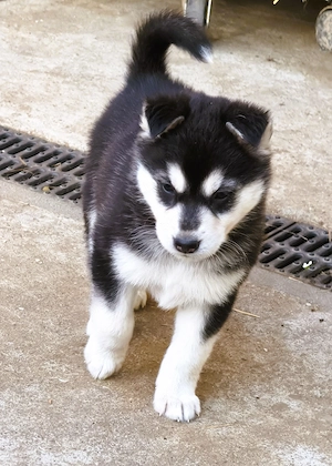 Eladó Husky keverék kiskutyák - kép 2