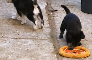 Eladó Husky keverék kiskutyák - kép 6