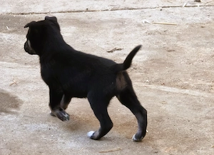 Eladó Husky keverék kiskutyák - kép 7