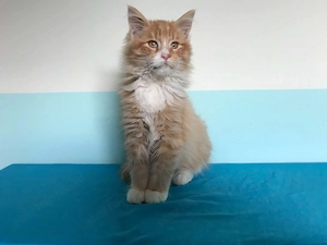 Maine coon 