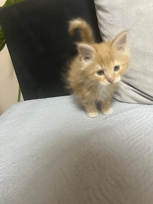 Maine Coon kiscicák