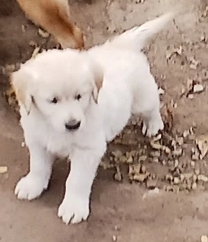 Golden retriever - kép 2
