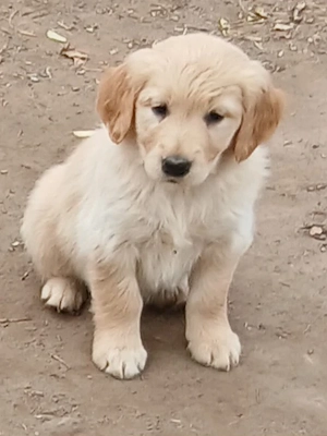 Golden retriever - kép 3