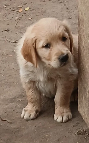 Golden retriever - kép 4